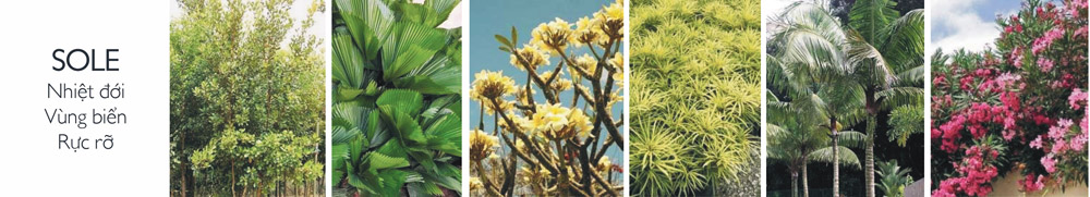 Thảm thực vật tại Sole Zone có màu sắc rực rỡ của thiên nhiên vùng biển nhiệt đới
